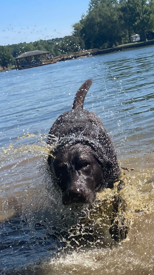 Cooper The Dog In The Water Aquamation Texas 